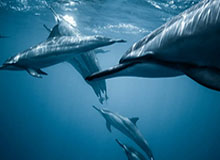 世界杯时差换算-阿夫迪亚18+6克林根14+11 开拓者送篮网四连败